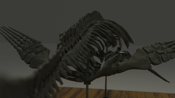 elasmosaurus esqueleto part1 dinossauro crânio plesiossauro marinho réptil jurássico Triássico 3d print model - Mito3D
