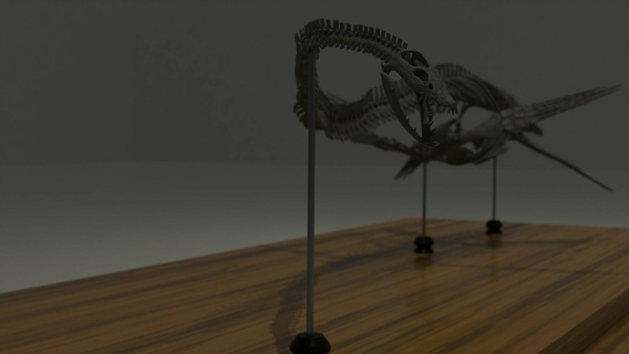 elasmosaurus esqueleto 2 dinossauro crânio plesiossauro marinho réptil jurássico Triássico 3d print model - Mito3D