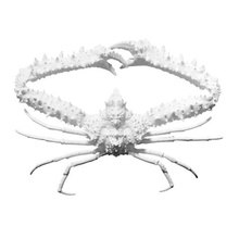 Ellenbogen-Krabbe verschiedene 3d print model - Mito3D