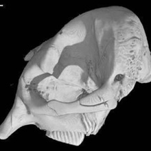 elephas maximus elefante asiatico cranio vari 3d print model - Mito3D