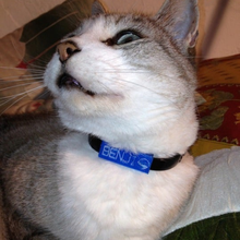 emblema animal parásito collar Moda gato 3d print model - Mito3D