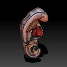 embryon médical études docteur médicament grossesse zygote hôpital Enceinte science 3d print model - Mito3D