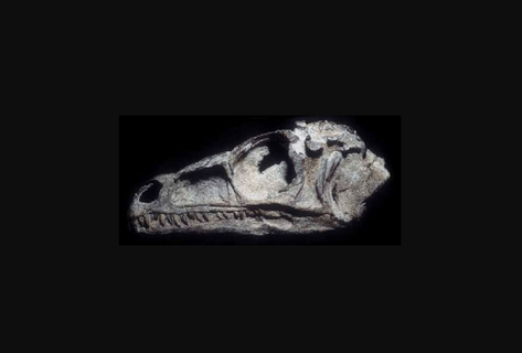 éoraptor lunensis fossile primitif dinosaure crâne haute poly 3d print model - Mito3D