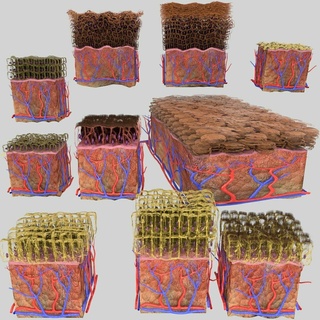 epithelial cells types collection 3d cell microscopy anatomy skin squamous cuboidal columnar transitional stratified ciliated pseudo-stratified medical human 3d print model - Mito3D