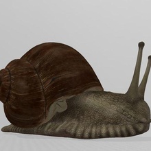 escargot  snail