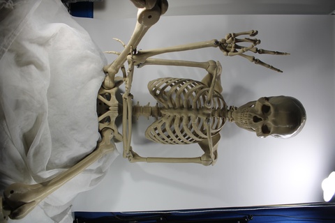 esqueleto articulado osso crânio ossos vértebras costelas articular anatomia humano medicamento mão 3d print model - Mito3D