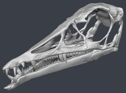 eudimorphodon skull 1 pterosaur pterodactyl jurassic park world dinosaur life size scale skeleton bones 3d print model - Mito3D