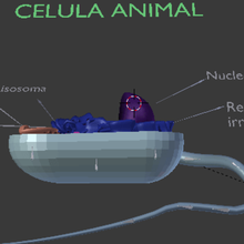 cellula eucariotica vari cell 3d print model - Mito3D