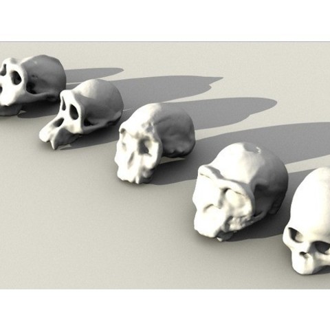 evolutionary skulls set various africanus biology boisei educational erectus ergaser habilis homo learning paranthropus schools 3D print model - Mito3D