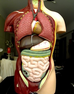 explore organs makerbotdigitizer scan art 3d print model - Mito3D