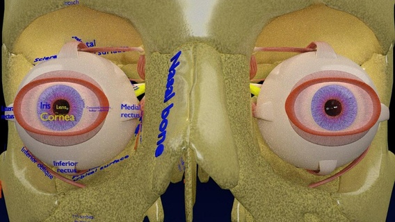 olho anatomia cortar abrir detalhe etiquetado 3d médico modelos mistura modelo globo ocular interno externo partes 3d print model - Mito3D