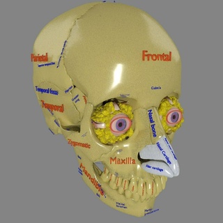 eye complete skull eyeball orbit vision anatomy human organ medical science cut section detailed labelled animated 3d print model - Mito3D