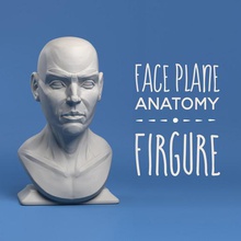 face plane anatomy firgure head study toy potrait sculpture art 3d print model - Mito3D