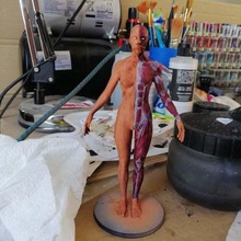 anatomie féminine de référence divers la biologie 3d print model - Mito3D