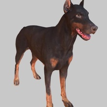 weiblich Dobermann verschiedene Hund Tiere sheppherd 3d print model - Mito3D