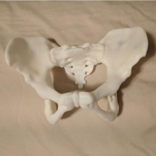 fêmea pélvis anatomia medicamento ossos cóccix 3d print model - Mito3D