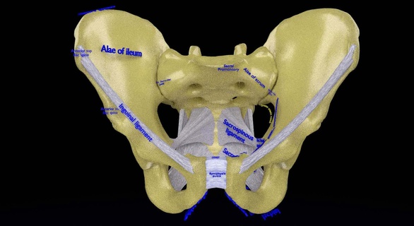 female pelvis clinical pelvimetry dimension anatomical outlet inlet cavity obstrectics anatomy bone hip child birth 3d print model - Mito3D