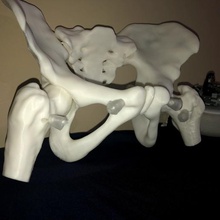 weiblichen Beckens verschiedene das Becken Knochen Becken-Knochen Oberschenkelknochen anatomisches Modell 3d print model - Mito3D