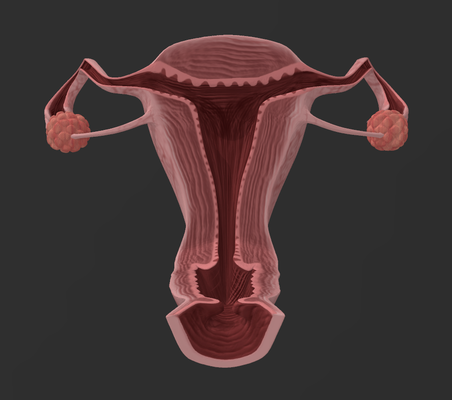kadın üreme organlar 3d print model - Mito3D