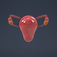 weiblich Gebärmutter Kunst Bildung edusex 3d print model - Mito3D