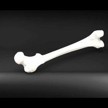 hueso del fémur varios hombre oseo masculino 3d print model - Mito3D