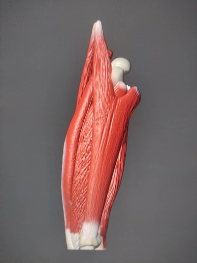 fémur fornido anatomía músculo 3d print model - Mito3D