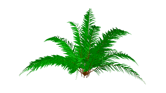 fern - flower plant tree green garden 3d print model - Mito3D