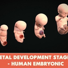 fetal development stages - human embryonic 3d print model - Mito3D