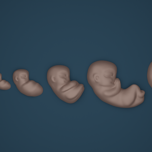 feto bambino trasformazione impostato 9months incinta 3D print model - Mito3D