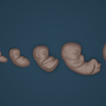 Fötus Baby Transformation einstellen 9months schwanger 3d print model - Mito3D
