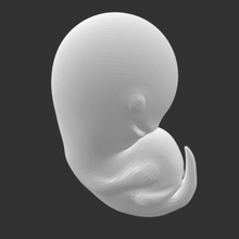 feto a moda bebê humanos anatomia gravidez 3d print model - Mito3D