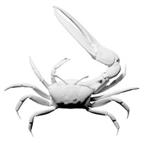 fiddler crab various 3d print model - Mito3D