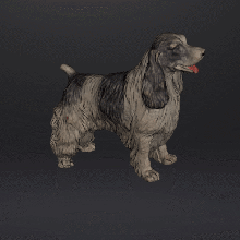 estatueta Inglês Cocker spaniel cão mascote stl obj arte figura terrier escocês animal doméstico 3d print model - Mito3D