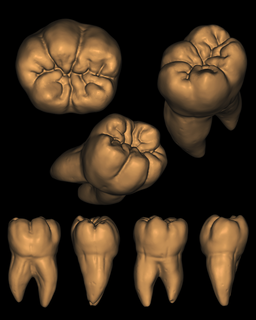 inferior molar raíces dental dientes anatomía odontología diente maxilar médico cadcam canalla exocad 3shape 3d print model - Mito3D