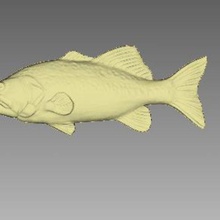 de pescado art 3d print model - Mito3D