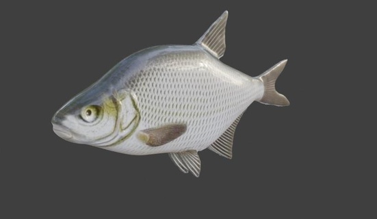 pesce modello orata pesce modello 3d print model - Mito3D