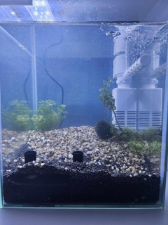 peixe tanque aquário esconderijo substrato caverna camarão lagostim mario tubo água 3d print model - Mito3D