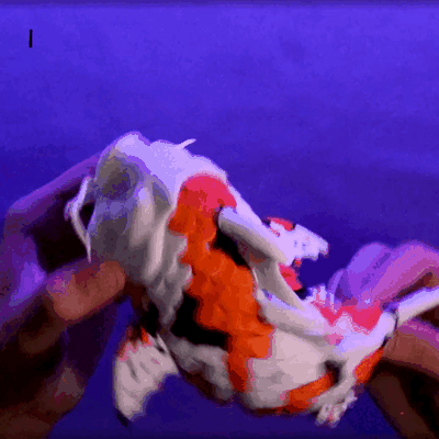 flexi koi flexy poisson articuler halloween enfants noël jouet danseur danse dansant drôle mignonne échelle jouets animal covid dragon art 3d print model - Mito3D
