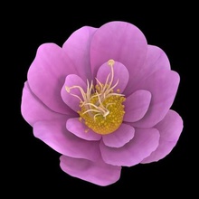 fiore vari la decorazione flora petalo il polline natura bella albero staminali foglie lasciare red giardino rosa 3d print model - Mito3D