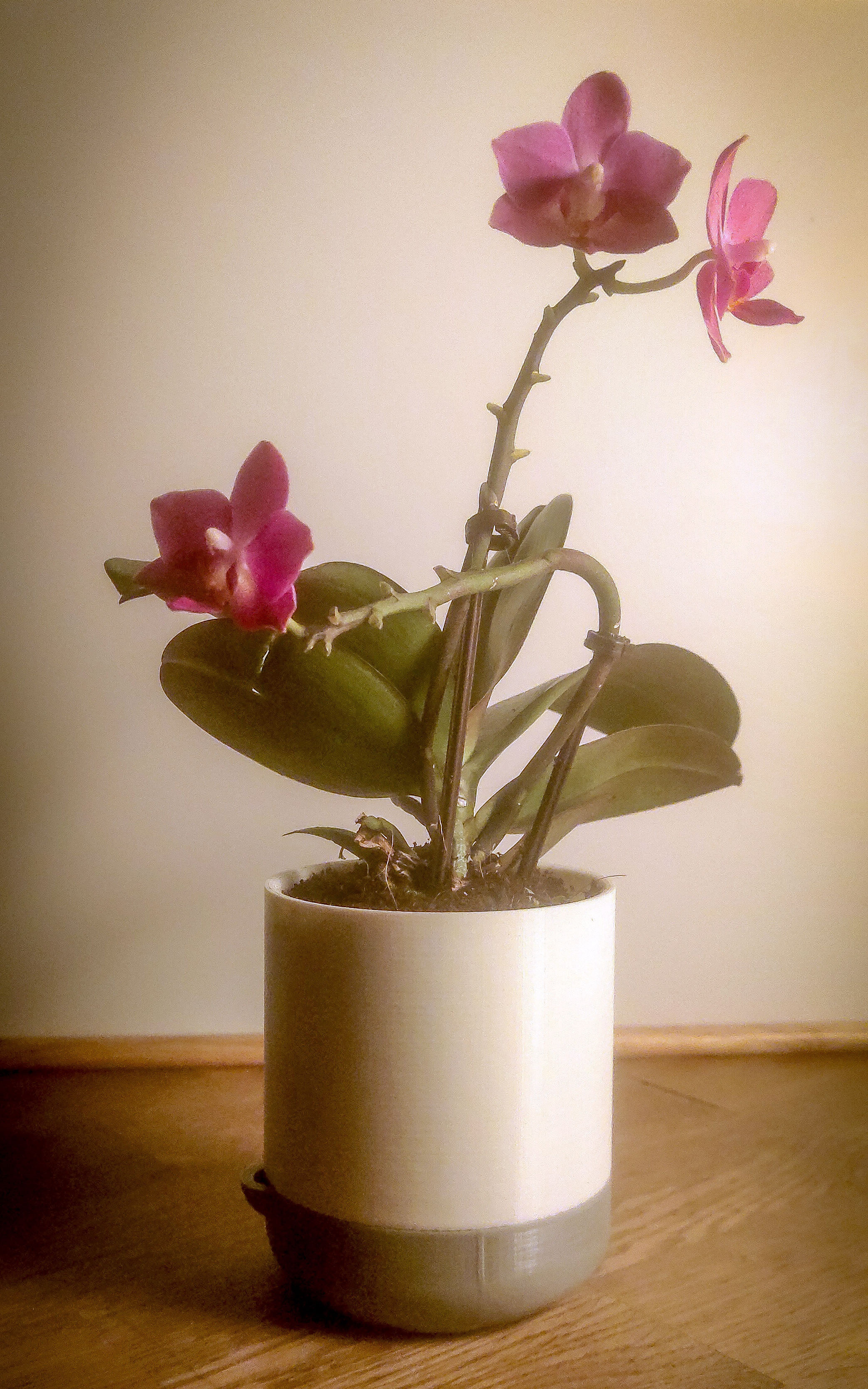 çiçek tencere bitki minimalist 3D print model - Mito3D