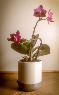 fleur pot plante minimaliste 3d print model - Mito3D