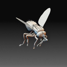 Fliege Modell Kunst Insekt Tiere druckbar poly 3d print model - Mito3D