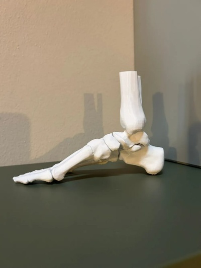 fuß anatomie kunst kuchen del 3d print model - Mito3D