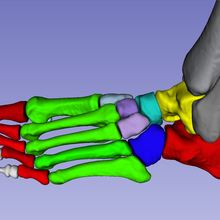 foot bones anatomically correct anatomy tarsus biology 3d print model - Mito3D
