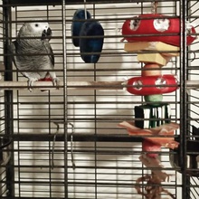 die Nahrungssuche parrot Reifen verschiedene Vogel bei der Lebensmittel-Spender Grau Papagei african grey 3d print model - Mito3D