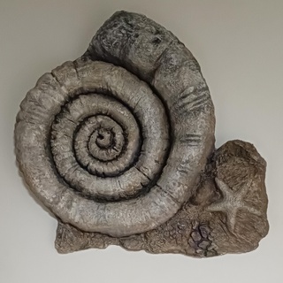fossile ammonite stella arte decorazione mare marittimo 3d print model - Mito3D