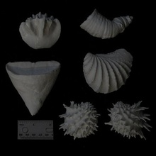 fossil corals bivalves coral bivalve pterotrigonia 3d print model - Mito3D