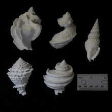 Fossil Gastropoden Gastropode Paläontologie ecphora Hystrivasum 3d print model - Mito3D