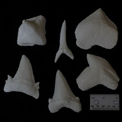 fossil shark teeth paleontology 3D print model - Mito3D