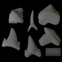 fósil tiburón dientes paleontología 3d print model - Mito3D